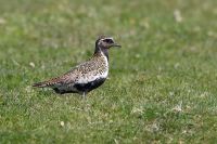 Golden Plover 2 Copy